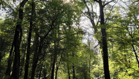 Wald | &copy; Tourist-Information Bad Breisig