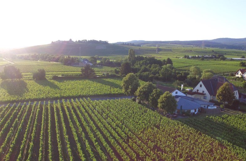 Weingut H. Krayer | © Weingut H. Krayer Weingut H. Krayer | © Weingut H. Krayer